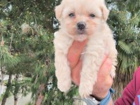 Maltipoo bebekler