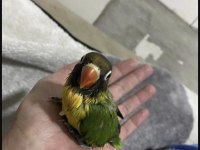 ÇOK GÜZEL PERSONAT YENİ YEME DÜŞMÜŞ YAVRU
