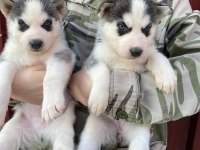 Orijinal sibirya kurdu husky bebekler