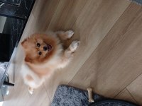Pomeranian boo zeus