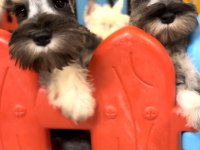 FCI secereli Miniatute Schnauzer yavruları