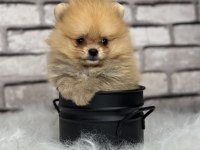 A KALİTENİN ÖTESİ POMERİAN BOO DÜNYASI