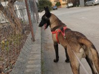 Oyuncu Belçika Kurdu Yavrular
