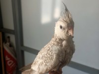 45 günlük 4 kardeş sultan papağanı