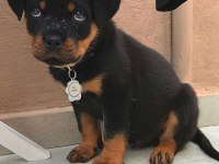 Rottweiler Yavrular Güvenin Ve Kalitenin Tek Adresi