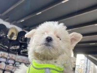 Yavru terrier sevilcan
