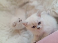Scottish Fold silver