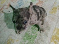 Sağlıklı yavrular hepsi birbirinden sevimli french bulldog