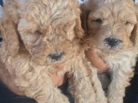 F1 MALTİPO POODLE AYARINDA YAVRULARIMIZ HAZIR