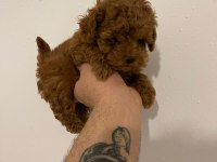 Toy poodle