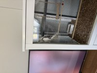 Full evcil erkek 8 aylık konuşan sultan papağanı