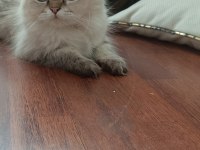 British longhair kardeşler
