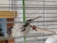 Erkek tepeli kabak dişi GLOSTER çift kanarya