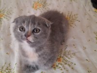 Scottish Fold Ve British Shorthair Yavruları Özel Renkler