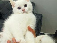 Beyaz British Shorthair Kedimiz