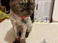 Ücretsiz Sahiplendirme Scottish Fold Kedimiz