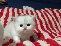 British pamuk şeker kediler
