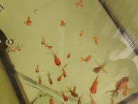 Oranda yavruları