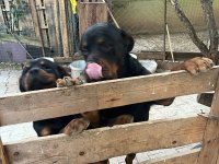 Rottweiler erkek baba oğul