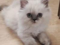 Biz hazırız british longhair