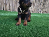 Rottweiler yavrular sahiplerini bekliyor iki aylık