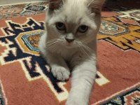 Dişi British Shorthair 5.5 Aylık Acil