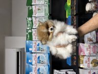 Pomeranian erkek bebeğimiz