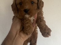 Orjinal maltipoo yavrular