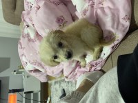 3 Aylık Dişi Golden Retriever