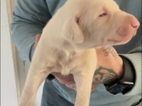ALBİNO DOBERMAN YAVRULARIMIZ ALMANYADAN İTHAL ÜST KALİTE