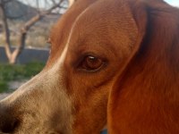 2 Yaşında Sağlıklı Erkek Beagle Sahiplendirilecek