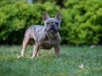 Renkli Gözlü Irk Garantili French Bulldog Yavrularım