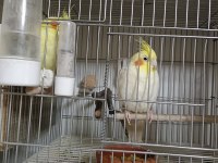 Evinizin Dostu Sultan Papağanı