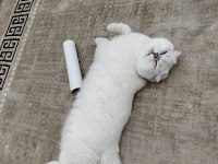 Scottish fold Chippi iç dış parazitleri düzenli yapıldı