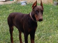 A SCR ŞAMPİYON SOY DOBERMAN