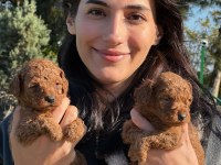 TOY POODLE MUHTEŞEM BEBEKLERİMİZ