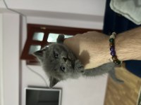 British Shorthair Yavruları