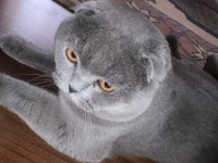 scottish fold 8 aylık
