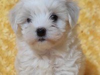 Badem şekerleri maltese köpekler
