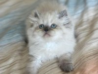 Özel top kafa blue point british longhair anne baba şecereli