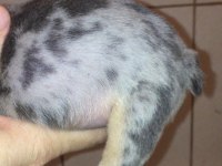 Dişi merle tan anatomi harikası french bulldog