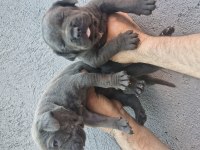 Cane Corso Köpeği