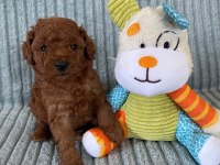 Poodle Tüy Dökme Derdi Yok Bolca Sevgi Var