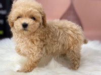EFSANE MALTİPOO YAVRULARI