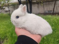 Cüce Tavşan (Netharlend Dwarf)