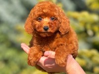 Erkek toy poodle tarçınımız