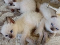 Scottish fold ve siyam yavruları