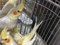 Yeme Düşen Bebek Sultan Papağanları
