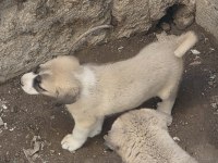 ÇİFT HARİKA KANGAL YAVRUSU