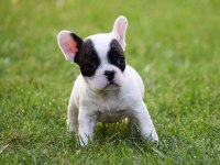 Fransız Bulldog yavrular